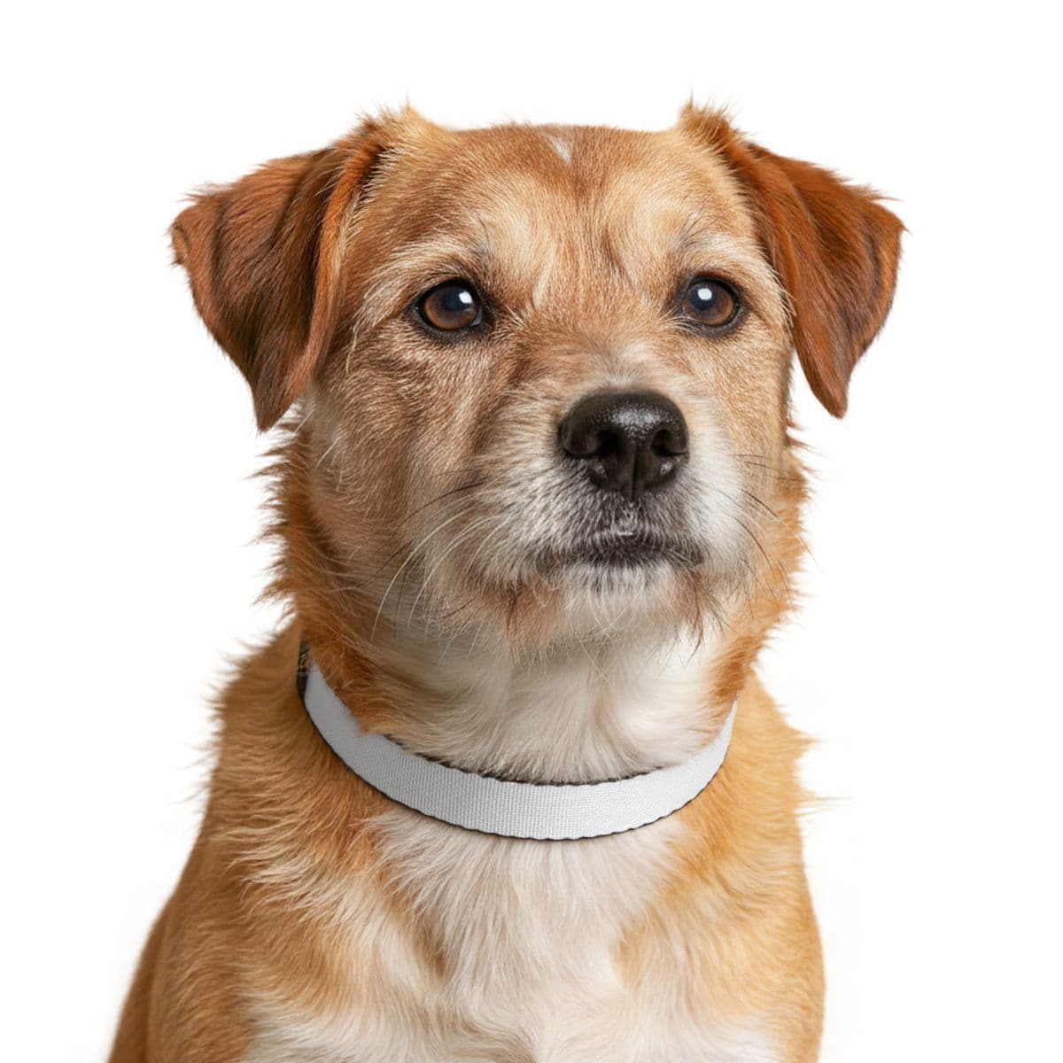 Custom Heavy-Duty Clip-On Nylon Dog Collar with Your Photo or Text